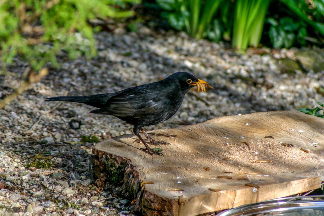 Uircheann Righ Bed and Breakfast Strontian Buitenkant foto