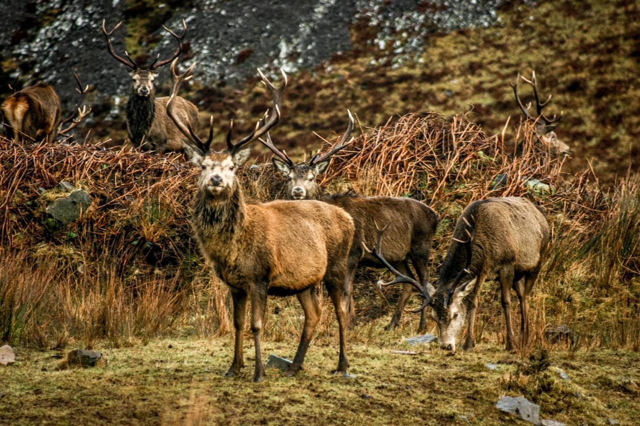 Uircheann Righ Bed and Breakfast Strontian Buitenkant foto